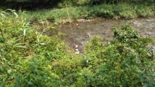 大井川(大井川(非)漁業協同組合) 釣果