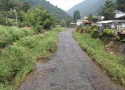 大井川(大井川(非)漁業協同組合) 釣果