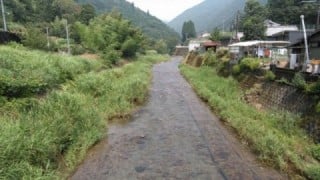 大井川(大井川(非)漁業協同組合) 釣果