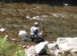 大井川(大井川(非)漁業協同組合) 釣果