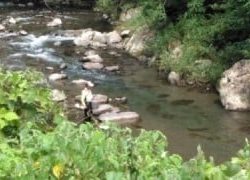 大井川(大井川(非)漁業協同組合) 釣果