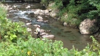 大井川(大井川(非)漁業協同組合) 釣果