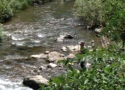 大井川(大井川(非)漁業協同組合) 釣果