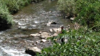 大井川(大井川(非)漁業協同組合) 釣果