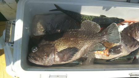 モンロー号 釣果