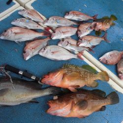 十八宝洋丸 釣果