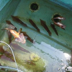 十八宝洋丸 釣果