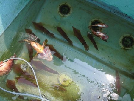 十八宝洋丸 釣果