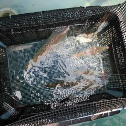 十八宝洋丸 釣果