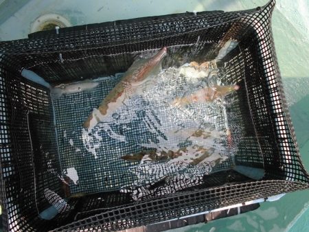 十八宝洋丸 釣果