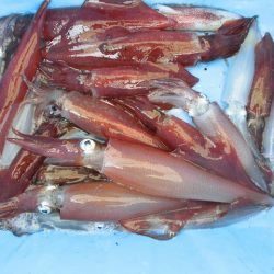 十八宝洋丸 釣果