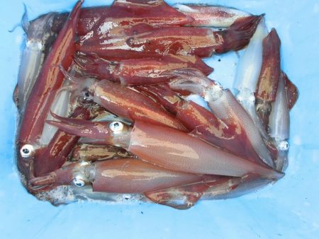 十八宝洋丸 釣果