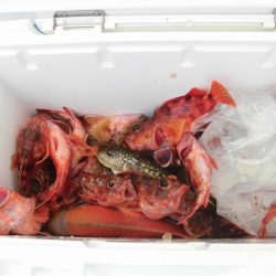 十八宝洋丸 釣果