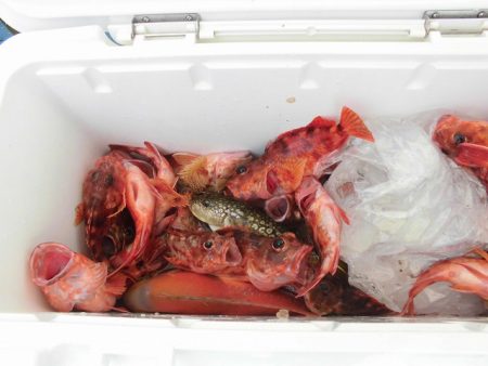 十八宝洋丸 釣果