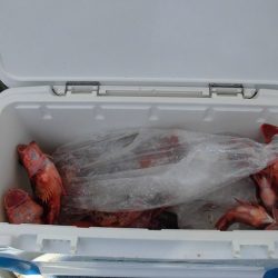 十八宝洋丸 釣果