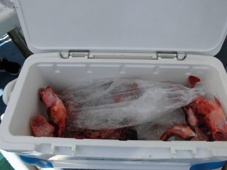 十八宝洋丸 釣果