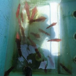 十八宝洋丸 釣果