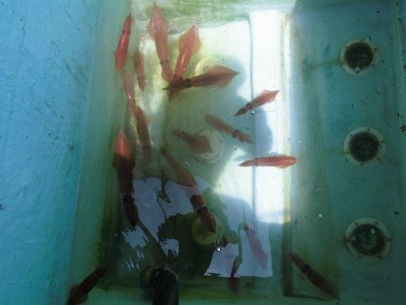 十八宝洋丸 釣果