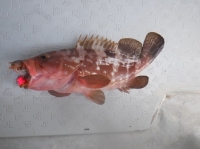 遊漁船 幸友丸 釣果