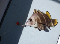 遊漁船 幸友丸 釣果