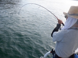 遊漁船 幸友丸 釣果