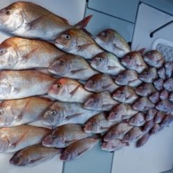 遊漁船 幸友丸 釣果