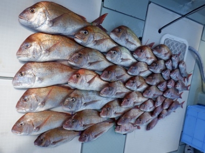 遊漁船 幸友丸 釣果