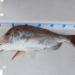 松本釣船２ 釣果