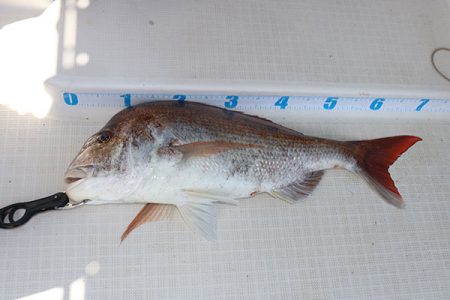 松本釣船２ 釣果