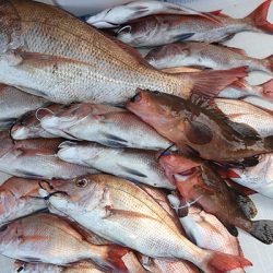 松本釣船２ 釣果