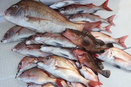 松本釣船２ 釣果