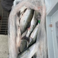 第八平成丸 釣果