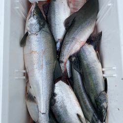 第八平成丸 釣果