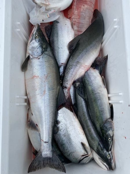 第八平成丸 釣果