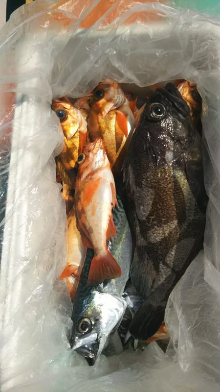 モンロー号 釣果