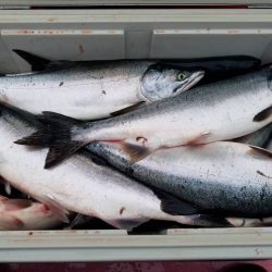 第八平成丸 釣果