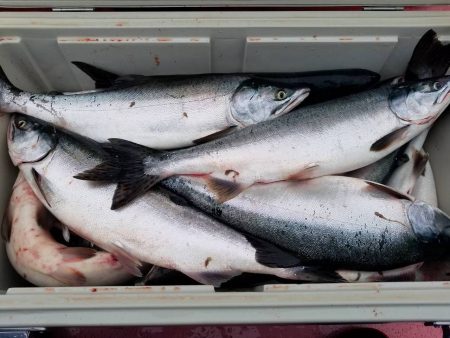 第八平成丸 釣果