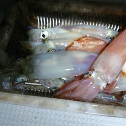 海龍丸（福岡） 釣果