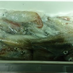 海龍丸（福岡） 釣果