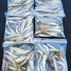 武士(SAMURAI) 釣果