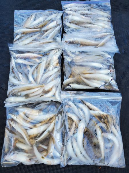 武士(SAMURAI) 釣果