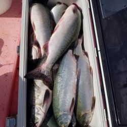 第八平成丸 釣果