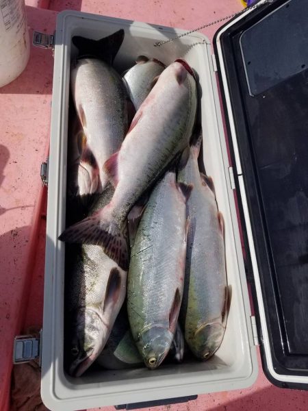 第八平成丸 釣果