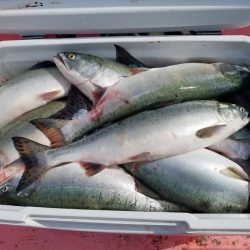 第八平成丸 釣果