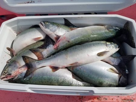 第八平成丸 釣果