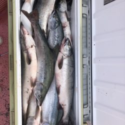 第八平成丸 釣果