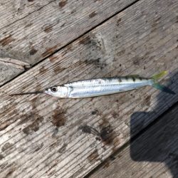 本部釣りイカダ 釣果