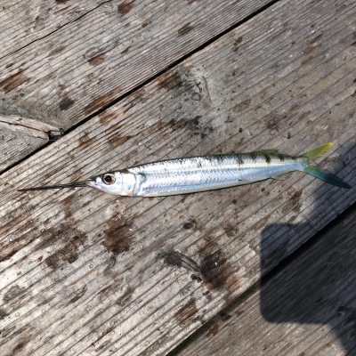 本部釣りイカダ 釣果