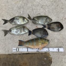 本部釣りイカダ 釣果