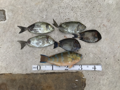 本部釣りイカダ 釣果